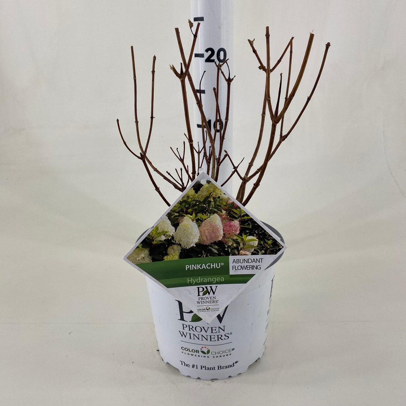 Hydrangea pan. 'Pinkachu' - C3 20-30 CM